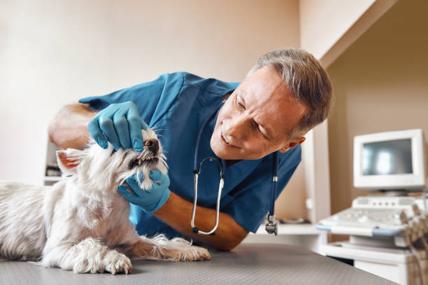 Best Emergency Denture Repair in Whitney Point, NY